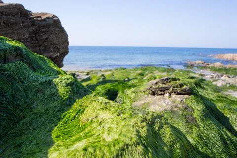 Rocks and green algae Stock Photos