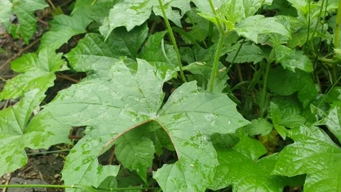 Rocks and green leafy plants near the river Stock Footage 310526737