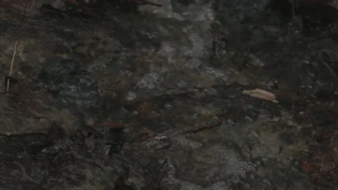 Rocks and Leaves in a Stream of Water in Forest - Closeup 스톡 동영상 219530516