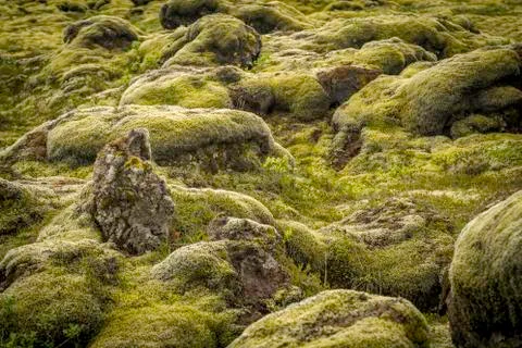 Rocks and moss 写真素材