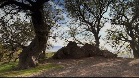 Rocks And Oak Trees 2 Video stock 106117597
