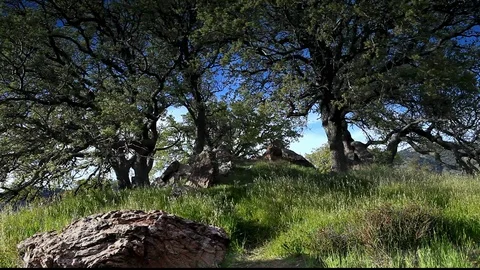 Rocks And Oak Trees Stock Footage 106116079