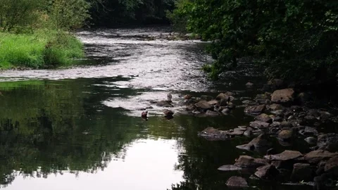 Rocks and pebbles by river side water Stock Footage 252209767