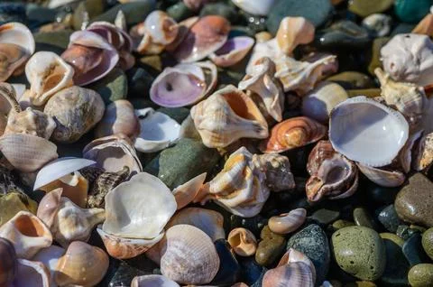 Rocks and shells lining the beach 3 Stock Photos