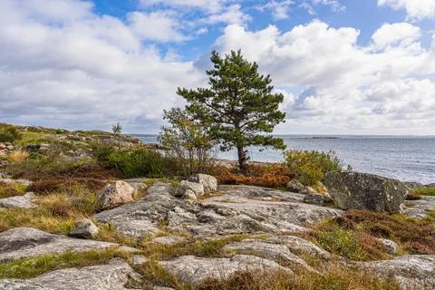 Rocks and a tree on the coast of Donsoe Island near Gothenburg, Sweden Stock Photos