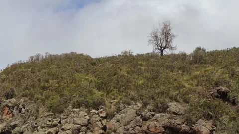 ROCKS AND TREE INSIDE THE HEATHER &amp; MOORLAND KIND OF VEGETATION . Stock Footage 313752178