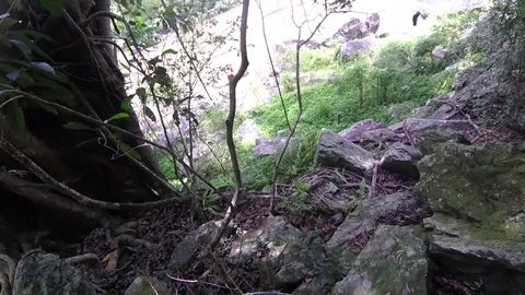 Rocks and trees branches and leaves Stock Footage 79715638