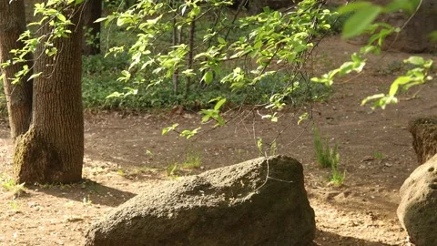Rocks and trees in the forest Stock Footage 186631008