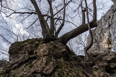 Rocks and trees in the middle of the forest Stock Photos