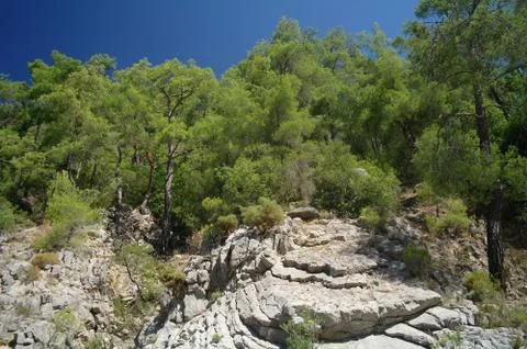 Rocks and trees Stock Photos