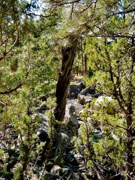 Rocks and trees Fotos Stock
