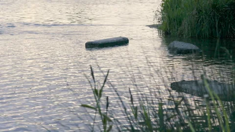 Rocks and Vegetation by the Lake Stock Footage 252039091