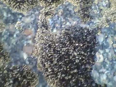 On the rocks on the beach, there are shellfish and other things stuck in it Stock Footage 163683434