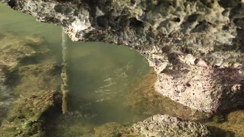 Rocks at the bottom of a shallow water beach Stock Footage 239702858