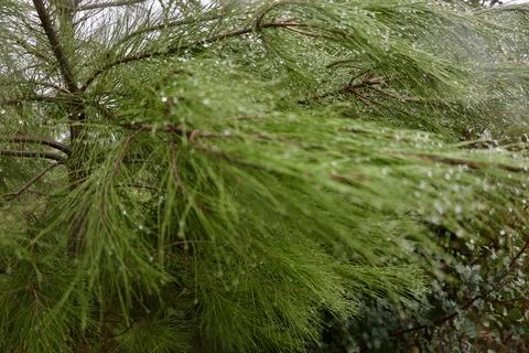 Rocks branches ground Stock Photos