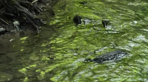 Rocks in a brook Stock Footage 17216648
