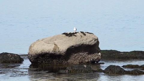 Rocks with brown algae and seagull surrounded by sea wate 스톡 동영상 103726936