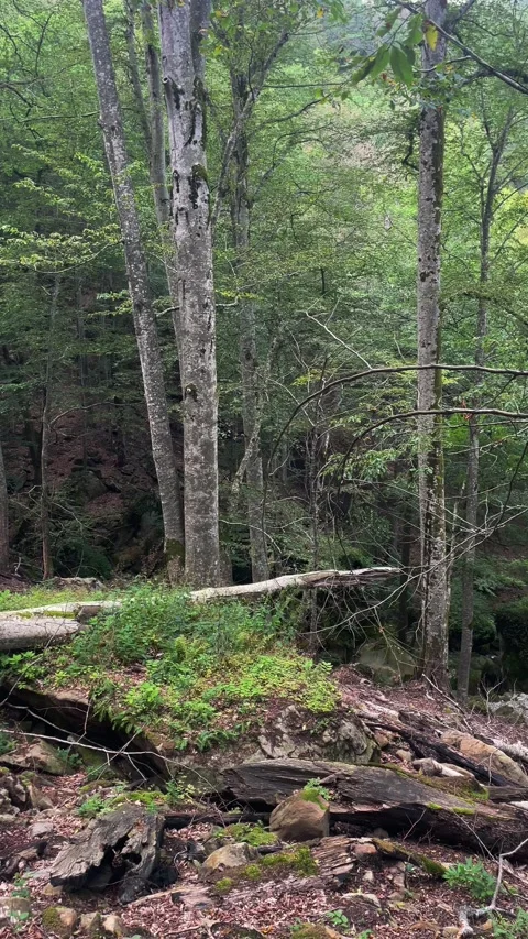 Rocks in the caucasus forest Stock Footage 160342500