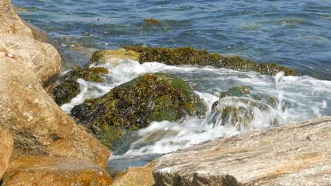 Rocks covered in bladder wrack seaweed on the coast as waves break on shore Stock Footage 111879965