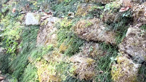 Rocks covered with green moss 库存影片 100543290