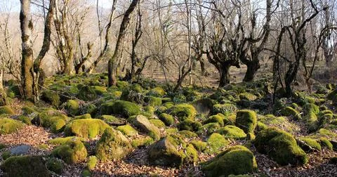 Rocks covered with green moss in the forest. Stock Photos