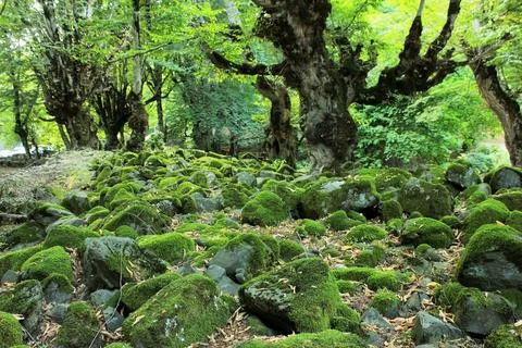 Rocks covered with green moss in the forest. Stock Photos