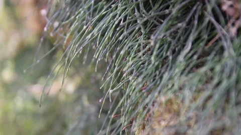 Rocks covered with green moss, shallow depth of field 库存影片 100543011