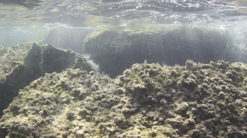 Rocks covered with marine algae forming an underwater seascape with sunrays Stock Footage 343230756