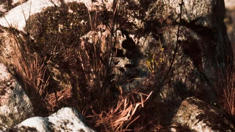 Rocks covered in moss and dried grass are seen in a forest environment Stock Footage 340608896