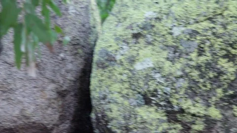 Rocks covered with moss Stock Footage 80342699