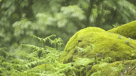 Rocks covered with moss in the forest during rainy season Stock-Footage 72503026