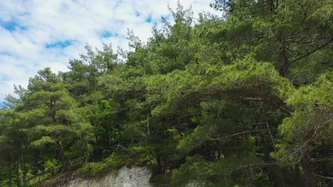 Rocks Covered with Pine Forest. Aerial View. Stock Footage 210489213