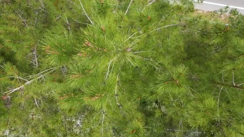 Rocks Covered with Pine Forest. Aerial View Stock Footage 210497969