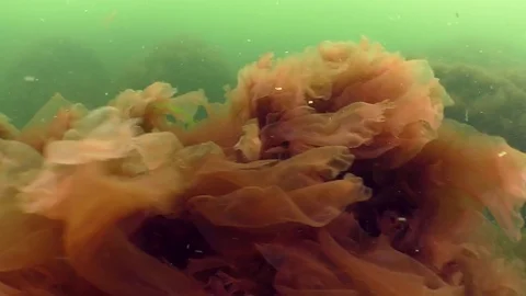Rocks covered with red algae. Stock Footage
