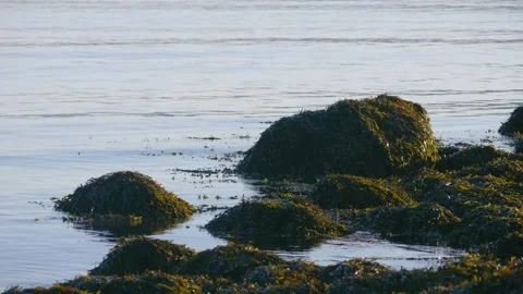 Rocks Covered in Seaweed at Low Tide, Motovsky Bay, Russia: 4K Drone Coastal Foo Stock Footage 308925907