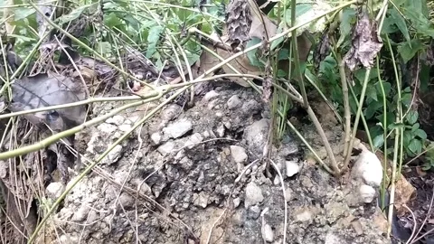 Rocks covered with wild plants Stock Footage 328634162