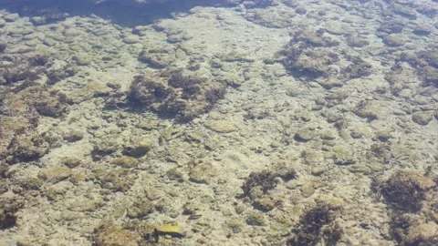 Rocks of dead coral swept by waves at white sand beach Video stock 169936465