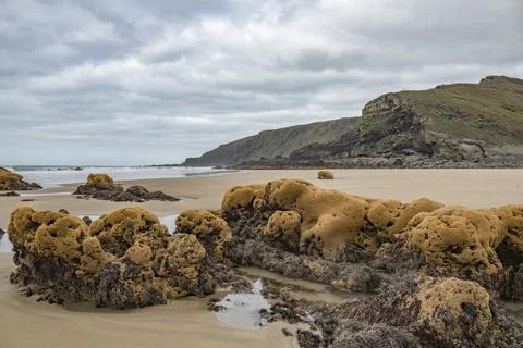 Rocks on Duckpool beach Cornwall covered in Honeycomb worm Stock Photos