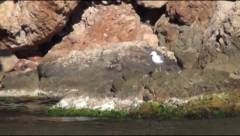 Rocks 스톡 동영상 30648991