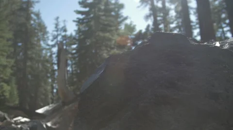 Rocks in the Forest With Flares Stock Footage 47257128