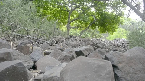 Rocks in Forest Stock Footage 102784203