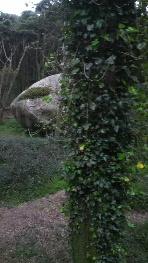 Rocks in the forest Stock Footage 299130179