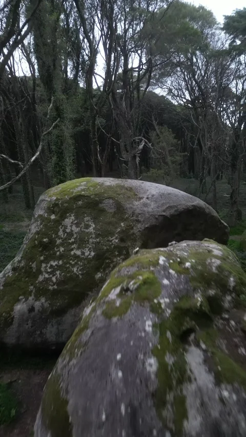 Rocks in the forest Stock Footage 299130328