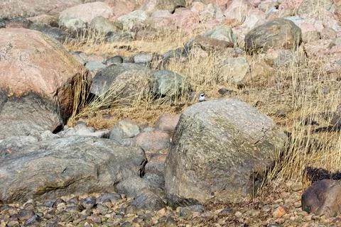 Rocks on ground at seashore. Stock Photos