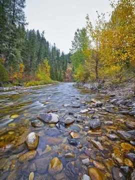 Rocks layer the bottom of a stream in fall. Stock Photos