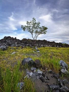 Rocks lead to small tree on a hill. Stock Photos