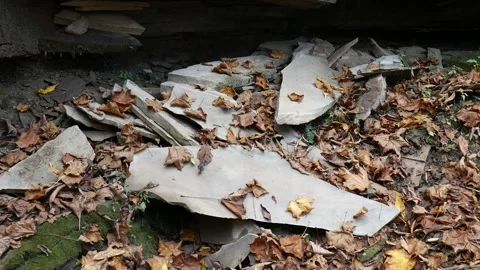 Rocks with leaves on them in the forest 스톡 동영상 141766586
