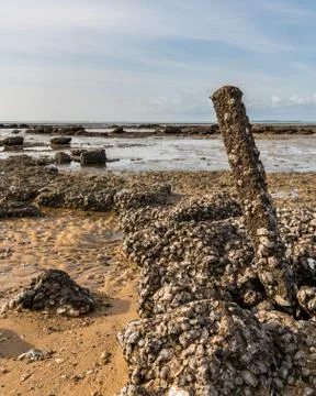Rocks with a lot of tiny snails and mussels Stock Photos