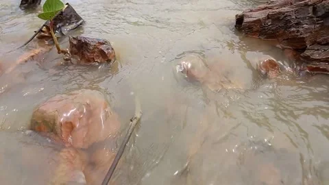 Rocks in the middle of the water flow Stock Footage 159734445