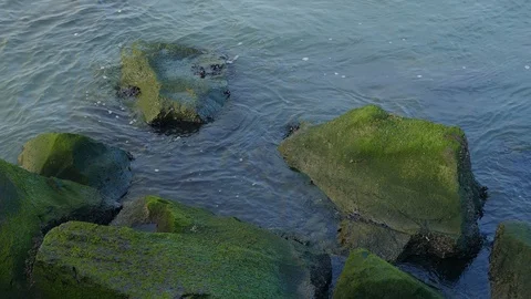 Rocks, Moss and Musses Stock Footage 99987132